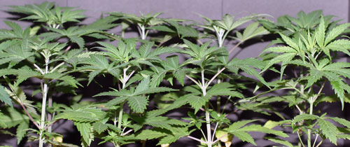can you smoke cannabis seeds
