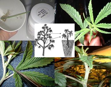 autoflowering feminised cannabis seeds