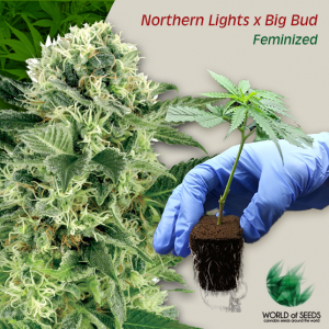 buy autoflower cannabis seeds