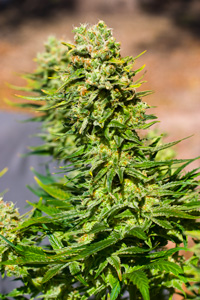 top cannabis seeds