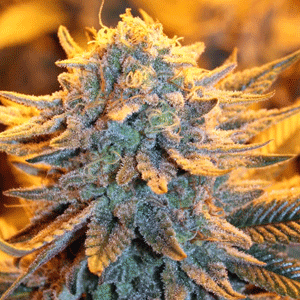 berry white cannabis seeds