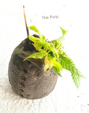 cannabis plant seeds