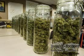 best way to grow marijuana seedlings
