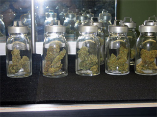 anything cannabis seed ww