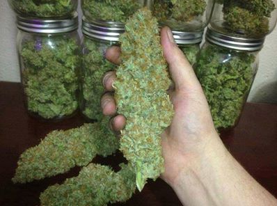 buy marijuana seeds online uk