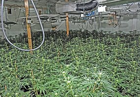 canadian marijuana seeds online