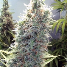 autoflowering cannabis seeds for sale usa