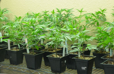 high quality marijuana seeds for sale
