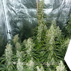 big bud marijuana seeds uk