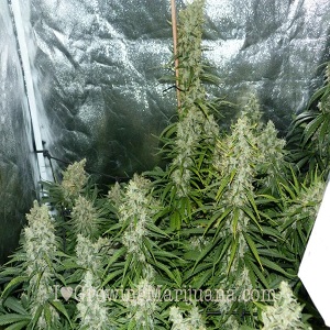 black sheep marijuana seeds