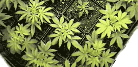 blueberry seeds marijuana