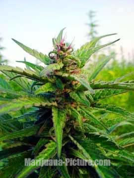 best types cannabis seeds