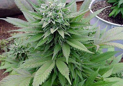 autoflowering seeds cannabis