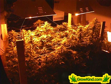 autoflowering cannabis seeds highest yield