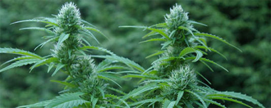 are marijuana seeds legal in canada