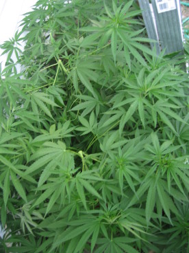 cannabis sativa seedlings