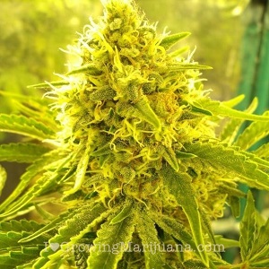 buy marijuana seeds online from amsterdam