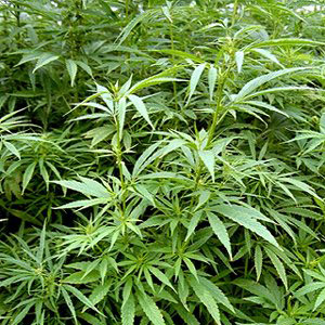 weed plant seeds for sale