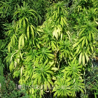 can buy cannabis seeds usa