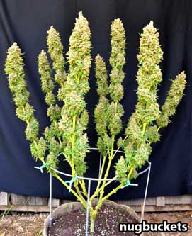cannabis outdoor seeds