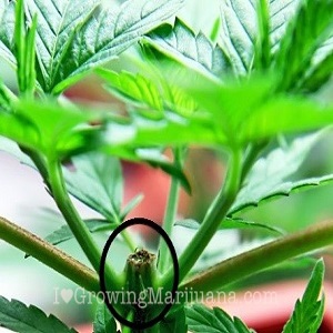 canadian cannabis seeds