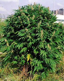 big buddha blue cheese feminised cannabis seeds