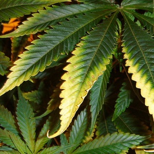 buy medical marijuana seeds usa