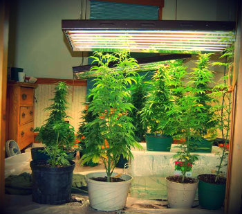 buy cannabis seeds from