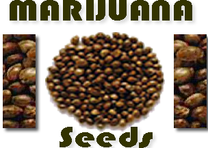 au marijuana seeds