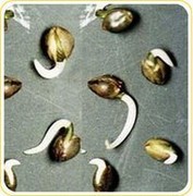 marijauna seeds