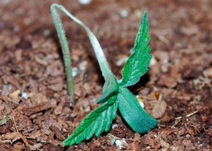 best way to grow cannabis seeds