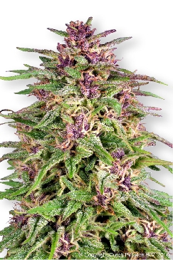 buy cannabis cup winner seeds