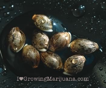cannabis seed maturity