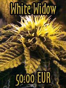blue cheese cannabis seeds uk