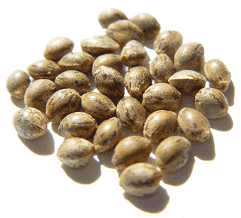 are cannabis seeds legal in usa