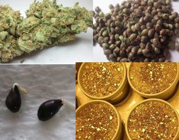 best cannabis seed banks canada