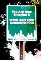 can you buy marijuana seeds online in usa
