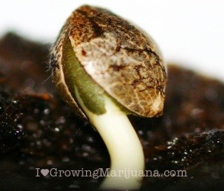 autoflowering feminized cannabis seeds canada