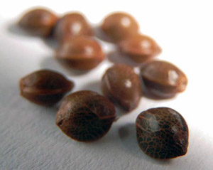 bc marijuana seeds review