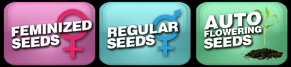 best quality cannabis seeds