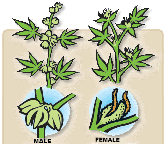 autoflowering cannabis seeds canada