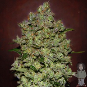 marijuana seed co