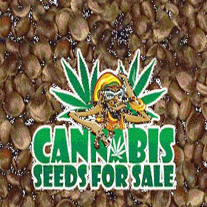 buy weed seeds offline