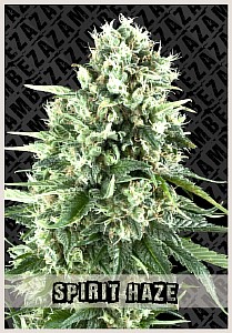 big bud cannabis seeds for sale