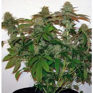 best place to buy weed seeds online canada