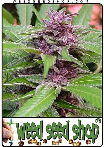 best cannabis seeds for hydroponics