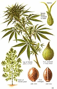 can you buy cannabis seeds online uk