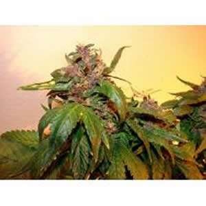 best marijuana seed bank usa