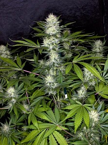 buy guaranteed female marijuana seeds