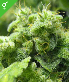 skunk cannabis seeds